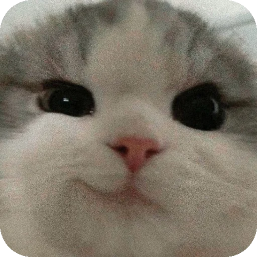 Sticker 🤲 Maitohbholihu👉🏻👈🏻🤭