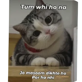 Video sticker 🐱 Maitohbholihu👉🏻👈🏻🤭