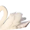 Sticker 🦢 @eeg1rl 𝑰'𝒎 𝒋𝒖𝒔𝒕 𝒂 𝒈𝒊𝒓𝒍 💒🍭🧁🩰🩷