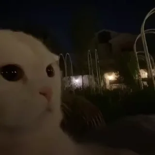 Video sticker 🙂 Freaky ahh pack | @hyper_android ✮