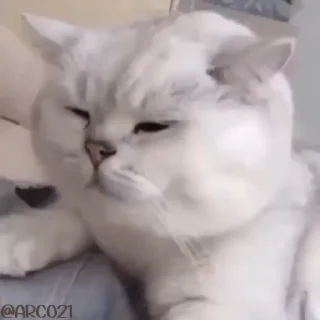 Video sticker 😒 Freaky ahh pack | @hyper_android ✮