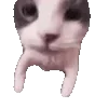 Video sticker 😽 Premium stickers �...