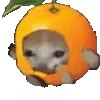Video sticker 🍊 Premium stickers �...