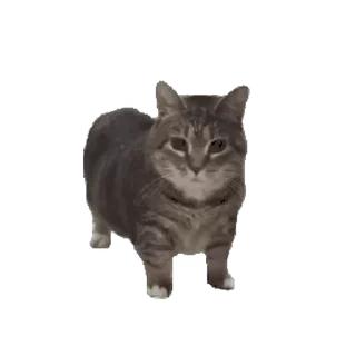 Video sticker 😊 Cat memes