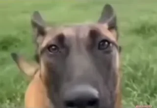 Video sticker 😨 Да кто такой этот @kynik?