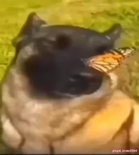 Video sticker 😌 Да кто такой этот @kynik?