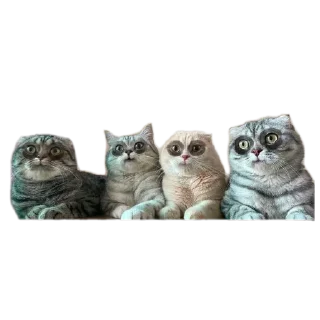 Telegram sticker 👍 MMMMM