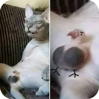 Telegram sticker 🐦 MMMMM