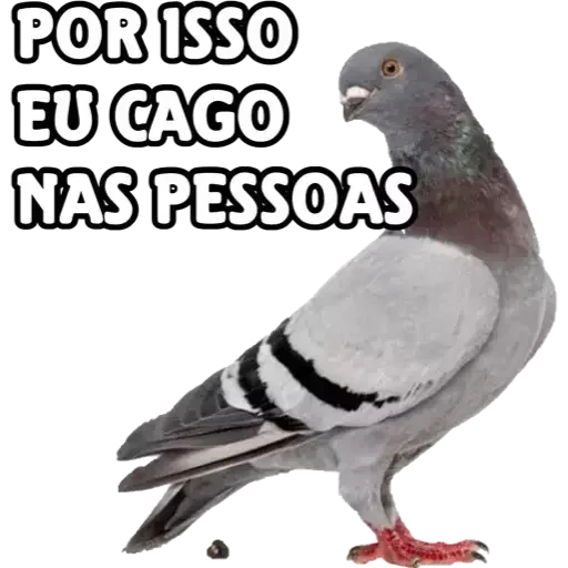 Telegram sticker 🐦 Figs da Japa :: @fStikBot