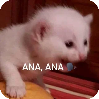 Video sticker 🐱 JHE