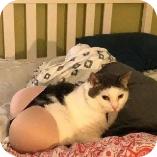 Video sticker 🐱 ЕПТ (prime version)