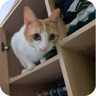 Telegram sticker 🐱 ЕПТ (prime version)