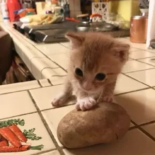 Video sticker 🐈 @imissyourwarmhands شومبوسگومبولی