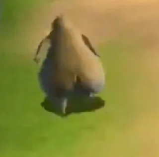 Telegram stiker 🏃‍♀ Мыдыгаскар :: @fStikBot