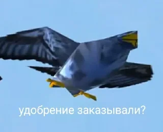 Video sticker 🌟 Мыдыгаскар :: @fStikBot