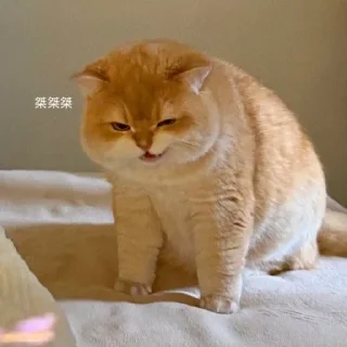 Telegram sticker 🌟 残酒喜欢的网红咪咪坡坡 popo@canjiudebot