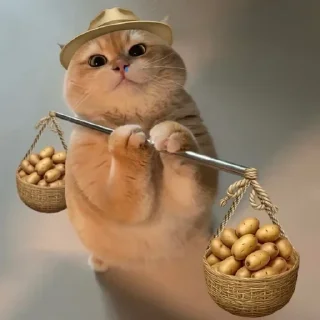 Video sticker 🌟 残酒喜欢的网红咪咪坡坡 popo@canjiudebot