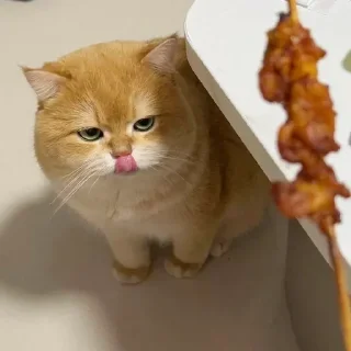 Video sticker 🌟 残酒喜欢的网红咪咪坡坡 popo@canjiudebot