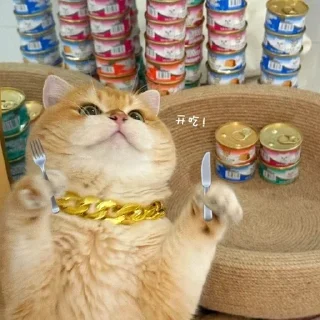 Telegram sticker 🌟 残酒喜欢的网红咪咪坡坡 popo@canjiudebot