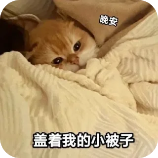 Telegram sticker 🛏 残酒喜欢的网红咪咪坡坡 popo@canjiudebot