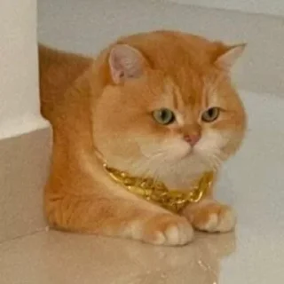 Telegram sticker 🌟 残酒喜欢的网红咪咪坡坡 popo@canjiudebot