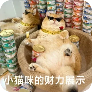 Telegram sticker 💰 残酒喜欢的网红咪咪坡坡 popo@canjiudebot