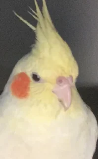 Telegram stiker 🙈 @CIIC0Bot