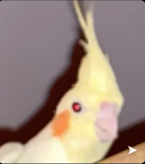 Telegram stiker 🙈 @CIIC0Bot