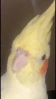 Telegram stiker 🤨 @CIIC0Bot