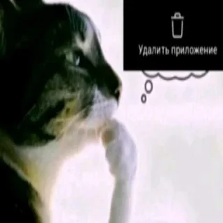 Telegram stiker 💭 фотки из тт ➡️ @EmojiRuBot