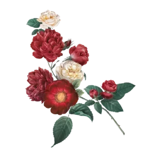 Telegram sticker 🌹 Roses ਗ਼ੁਲਾਬ @PunjabiSticker