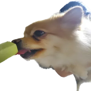 Telegram sticker 🍦 뽀돌이 @PPoDoal