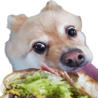 Telegram sticker 🍔 뽀돌이 @PPoDoal