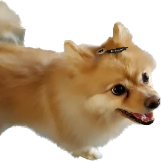 Telegram sticker 🐕 뽀돌이 @PPoDoal