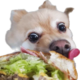 Telegram sticker 🍔 뽀돌이 @PPoDoal