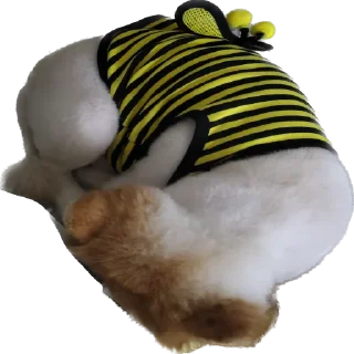 Video sticker 🐝 뽀돌이 @PPoDoal