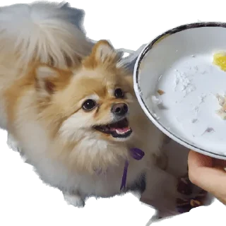 Sticker 🍰 뽀돌이 @PPoDoal