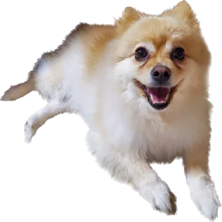 Telegram sticker 🐕 뽀돌이 @PPoDoal