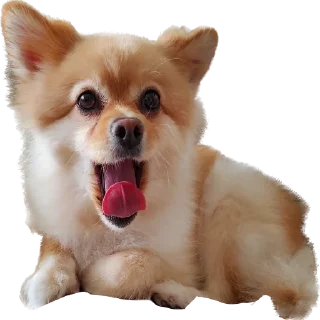 Video sticker 🐕 뽀돌이 @PPoDoal