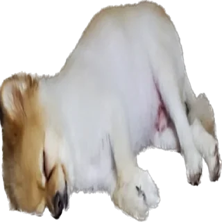 Video sticker 🐇 뽀돌이 @PPoDoal