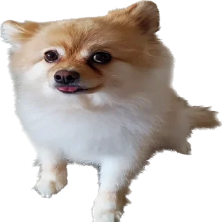 Telegram sticker 🐕 뽀돌이 @PPoDoal