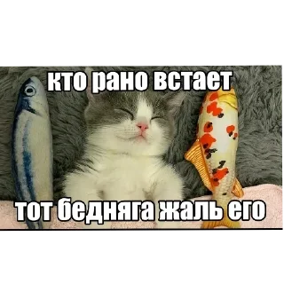 Video sticker 🐱 Больше стиков тут: @stikery4