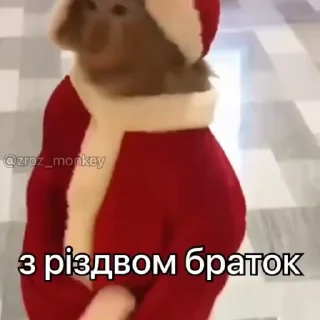 Video sticker 🥳 all stickers⁴ —> @random_stufff_stickers