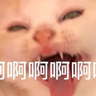 Video sticker 😤 Funny cry cat