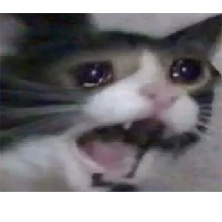 Video sticker 😮 Funny cry cat