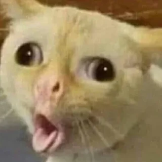 Телеграм стикер 😝 Funny cry cat