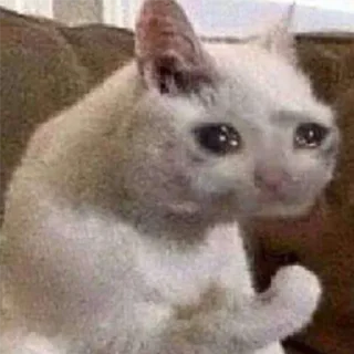 Телеграм стикер 💪 Funny cry cat