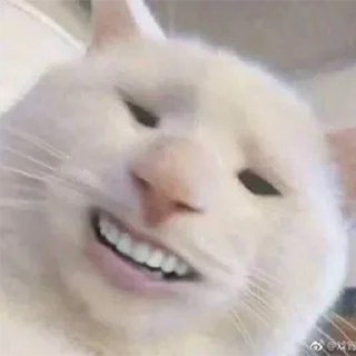 Телеграм стикер 😂 Funny cry cat
