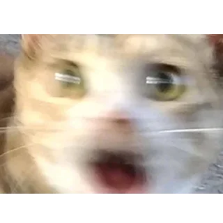 Телеграм стикер 😱 Funny cry cat