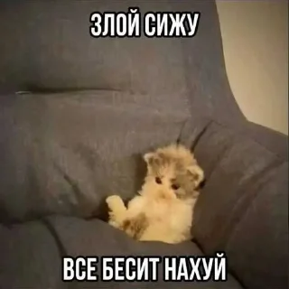 Телеграм стикер 🙈 шизанутости ➡️ @Ctikerubot
